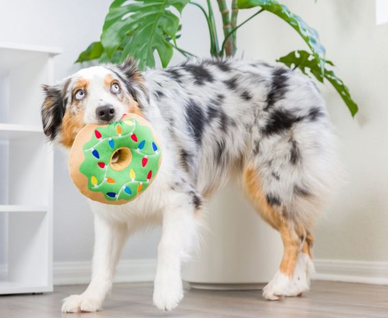 Huxley___Kent_Lit_Donut_Dog_Green_Lifestyle_Image